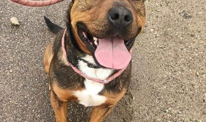 Gonzo- pies do adopcji