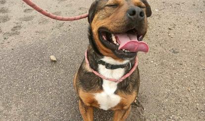 Gonzo- pies do adopcji